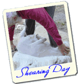 icelandic sheep shearing