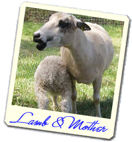 icelandic lamb and ewe