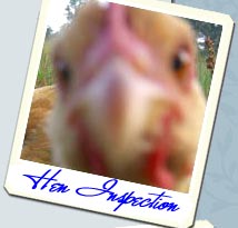 Organic chicken and livestock feed