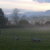 Evening sheep pasture