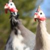 Guinea rooster & hen