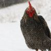 Rooster in snow