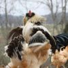 Hen & rooster standoff 4/5