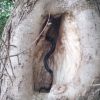 Black snake in tree