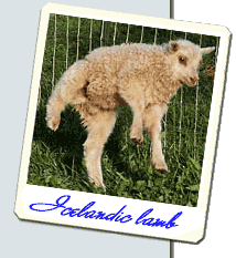 Icelandic lambs