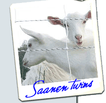 Saanen dairy goats