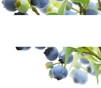 blueberries