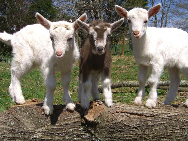 Baby dairy goats playing