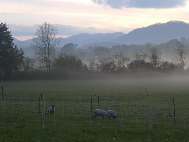 Freshly sheared Icelandic sheep in pasture on a cool summer evening