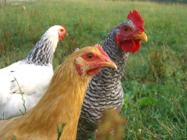 Free range, heritage-breed chickens