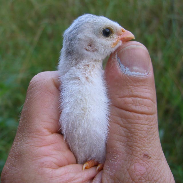 Baby guinea fowl chick (they are called keets)