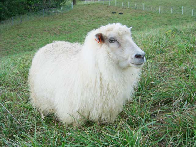 Icelandic sheep in full wool