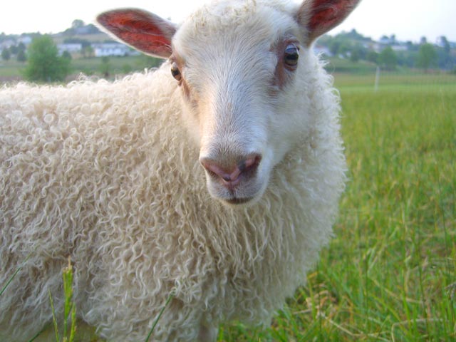 Adorable, friendly Icelandic lamb