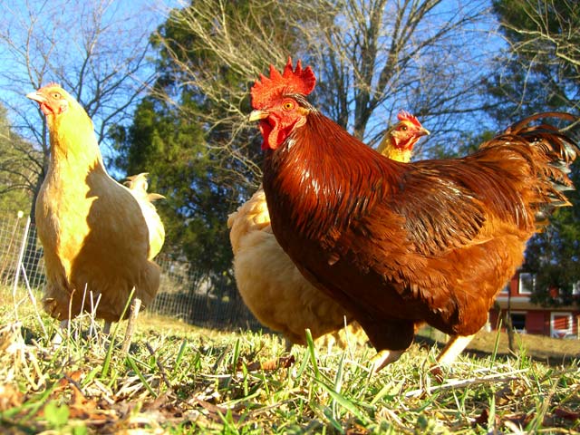 Rhode Island Red rooster