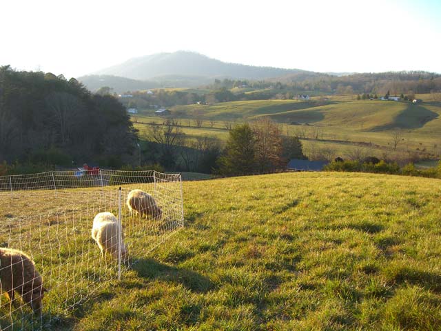 Sheep on green pasture on Christmas 2007