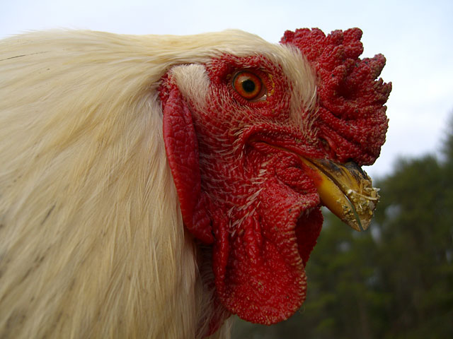 Close-up of roosters face