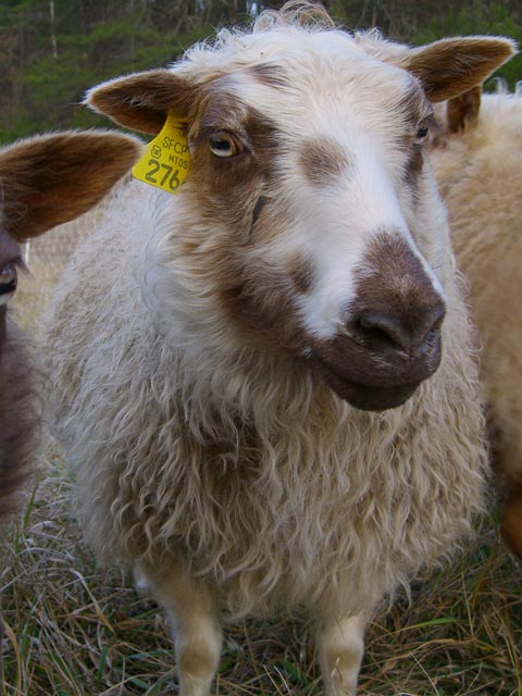 Brown and white panda-colored Icelandic ewe