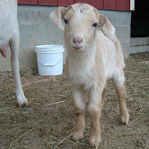 Adorable baby Dairy goat with floppy Ears