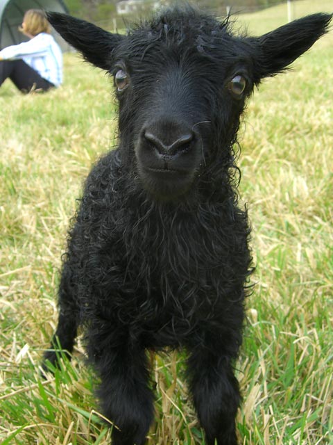 Cute, black Icelandic sheep baby