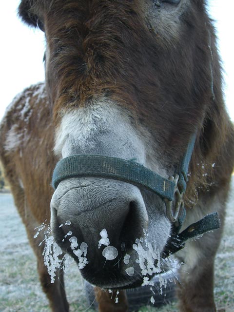 Donkey with icicle whiskers