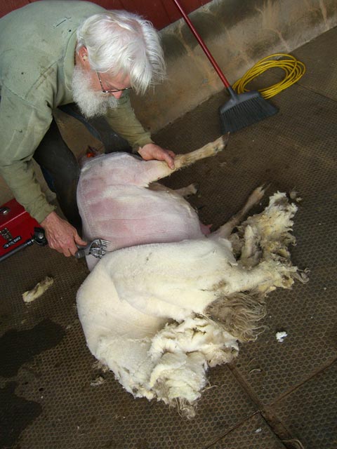 Sheep shearing day