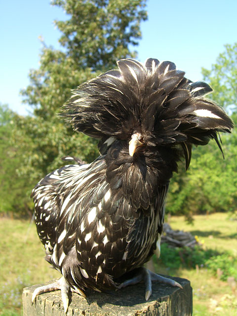 Funny Looking Polish Chicken | Asheville Farm in Asheville, NC Funny Looking Polish Chicken | Asheville Farm in Asheville, NC