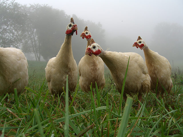 Farm flock of Guinea Hens
