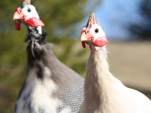 Guinea rooster and hen