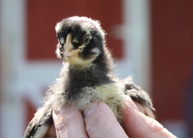 1-Month old chick