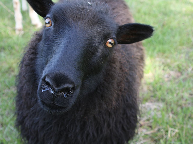 Close-up of black Icelandic sheep lamb