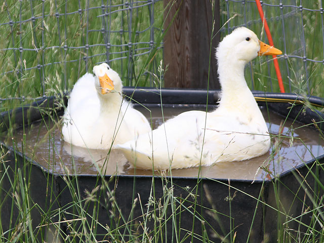 Pair of White Farm Ducks Swimming