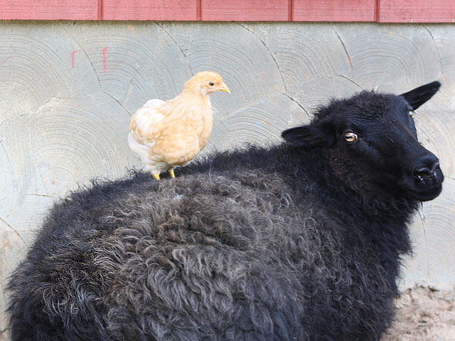 Chick riding on top of sheep
