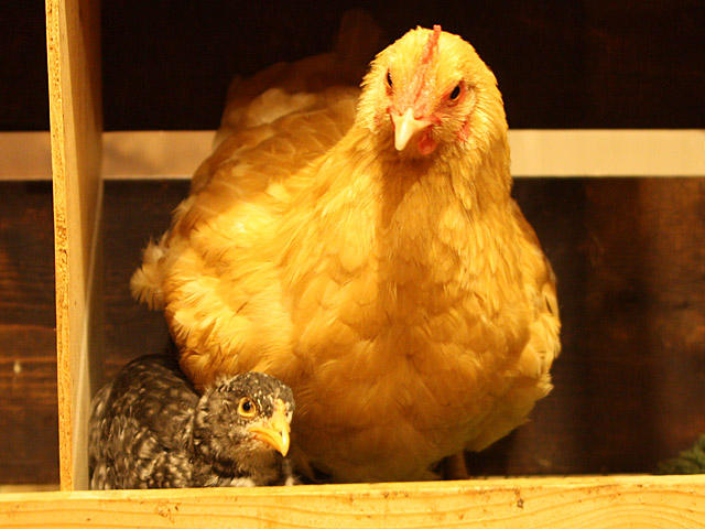 Hen with chicks in nest box