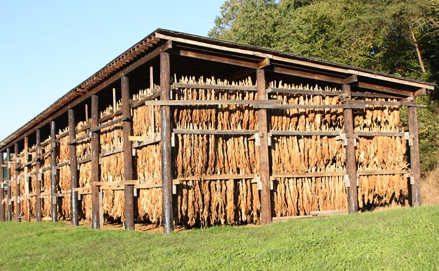 Fresh tobacco hanging to dry