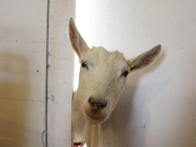 Goat peeking in open barn door