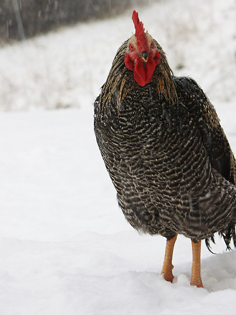 Rooster in snow