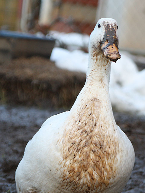 Muddy duck