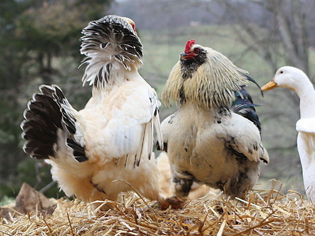 Hen & rooster standoff 3/5