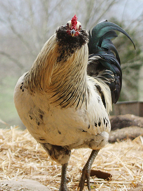 Americauna rooster looking at camera