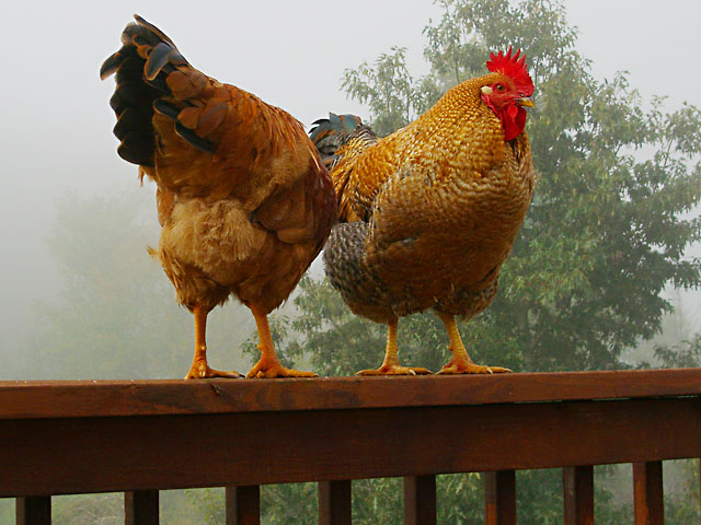 Colorful, early morning roosters