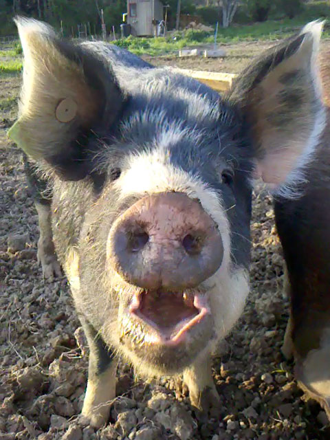 Warren Wilson Farm talking pig