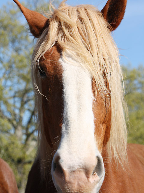 Biltmore Estate Belgian draft horse