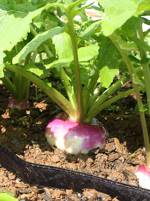 Fresh turnips in the garden