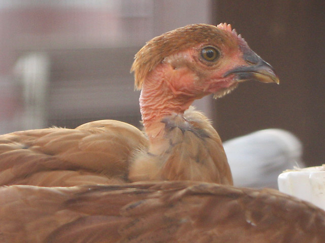 Brown naked-neck chicken