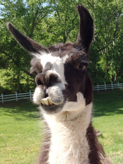 Livestock guarding llama at Eliada Home