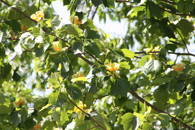 Tulip Poplar tree