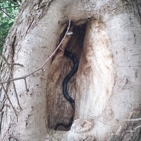 Black Snake Climbing Tree