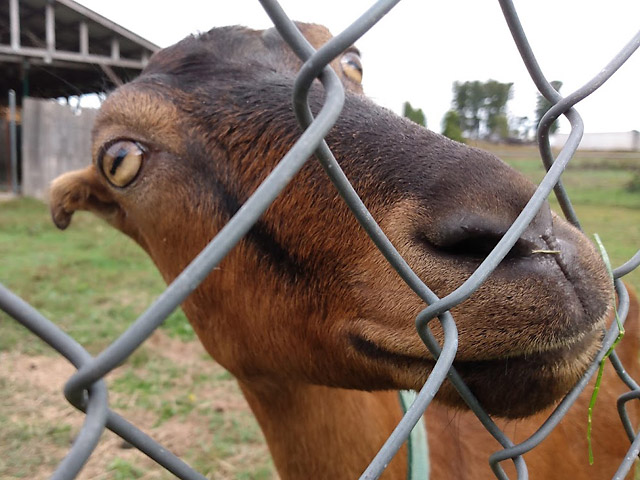 Cute and curious LaMancha dairy goat being boarded at our veterinarian's office in Flat Rock, NC