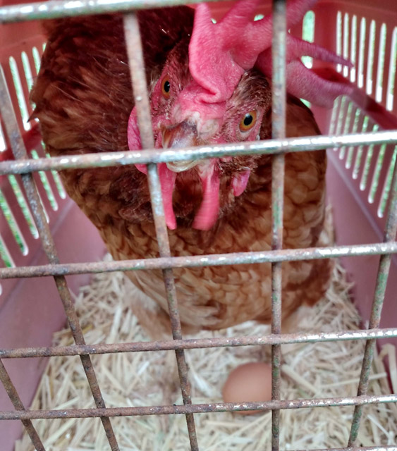 The Little Hen that Could!