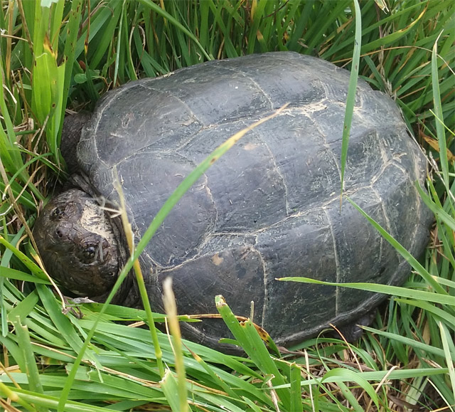 Snapping turtle in lawn
